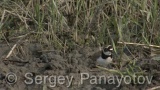 Video of Little Ringed Plover - Little Ringed Plover in the mud lake in spring